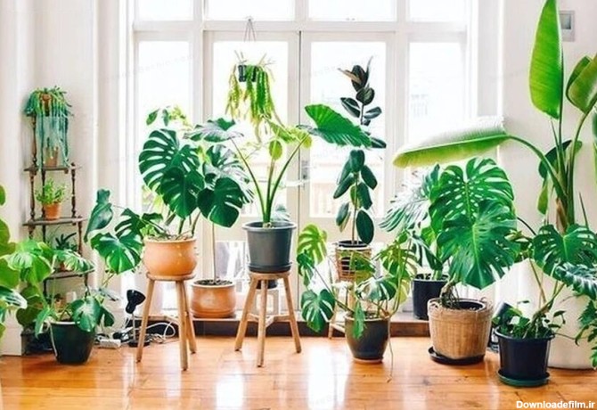 ایده دکوراسیون خانه با گیاهان (+عکس)