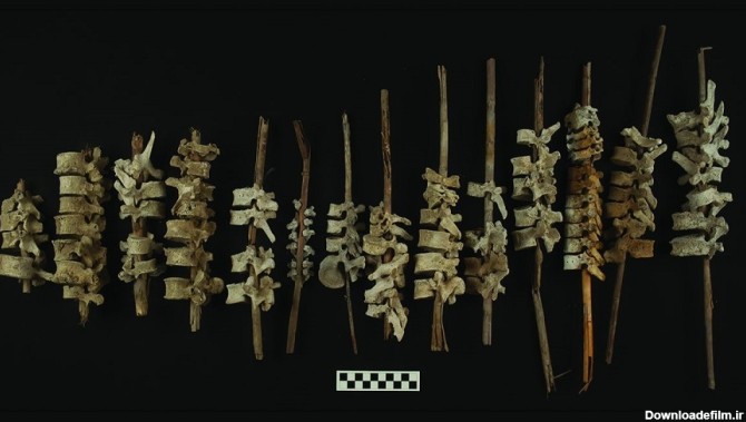 نمونه‌های ستون فقراتِ به نی کشیده‌شده که در دره چینچا در پرو پیدا شدند.