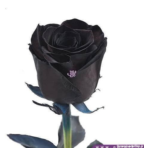 جعبه گل رز - گل رز مشکی - rose black | گل آف