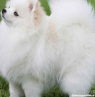 عکس سگ خانگی سفید