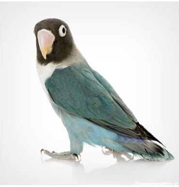 عکس پرنده طوطی سبز رنگ زیبا و دوست داشتنی به فرمت jpg