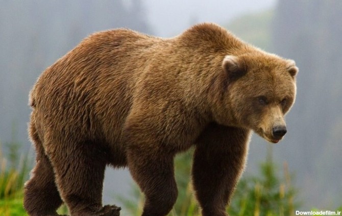 فرارو | (ویدئو) شیطنت دو توله خرس برای فرار از پارک طبیعت قزوین