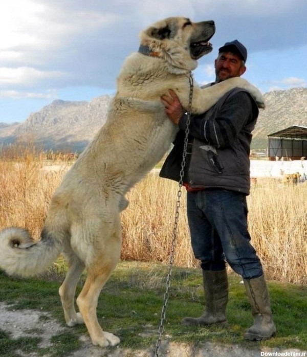 عکس سگ نژاد سرابی بزرگ و غول پیکر