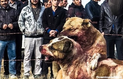 سگ آدمخواری که نگهداری آن در ایران ممنوع نیست! + تصاویر