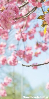 عکس زمینه شکوفه های گیلاس بهاری پس زمینه | والپیپر گرام