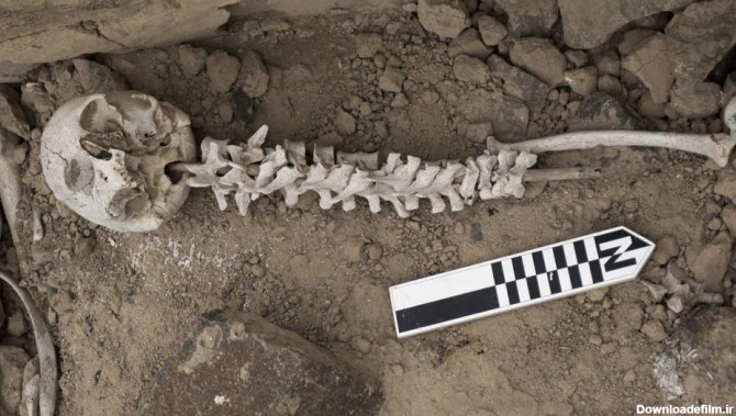 نمونه‌های ستون فقراتِ به نی کشیده‌شده که در دره چینچا در پرو پیدا شدند.