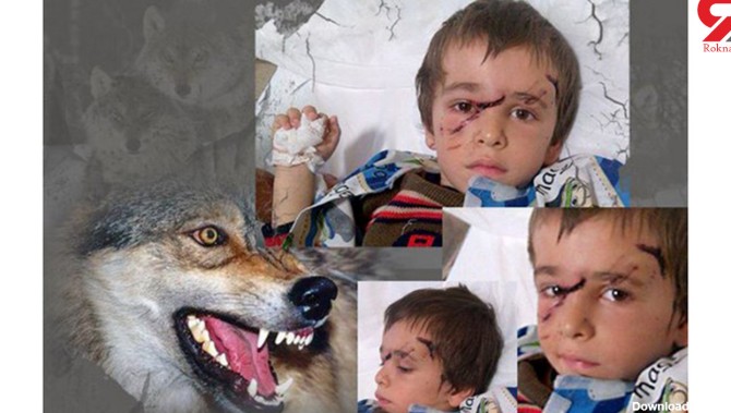حمله 2 گرگ به 10 کودک روستایی در تبریز / پسر جوان برادر 4 ساله اش را
