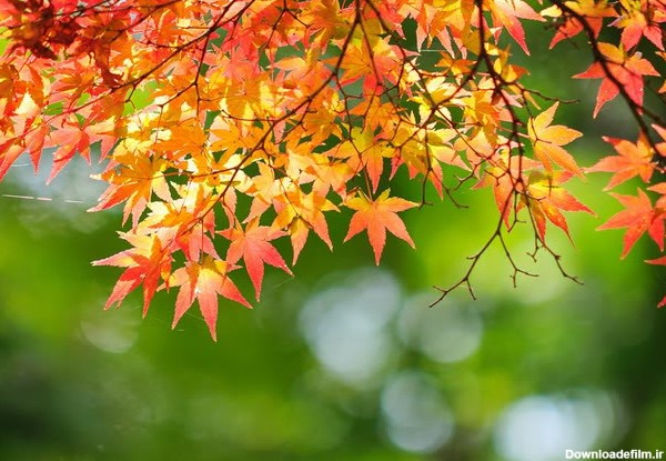 تصاویر زیبا و رویایی از فصل پاییز
