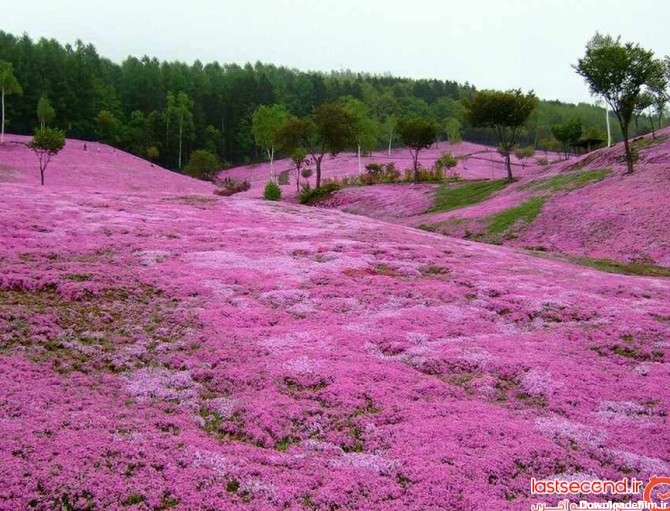 پارکی رویایی و مملو از گل های صورتی در ژاپن + تصاویر | لست‌سکند