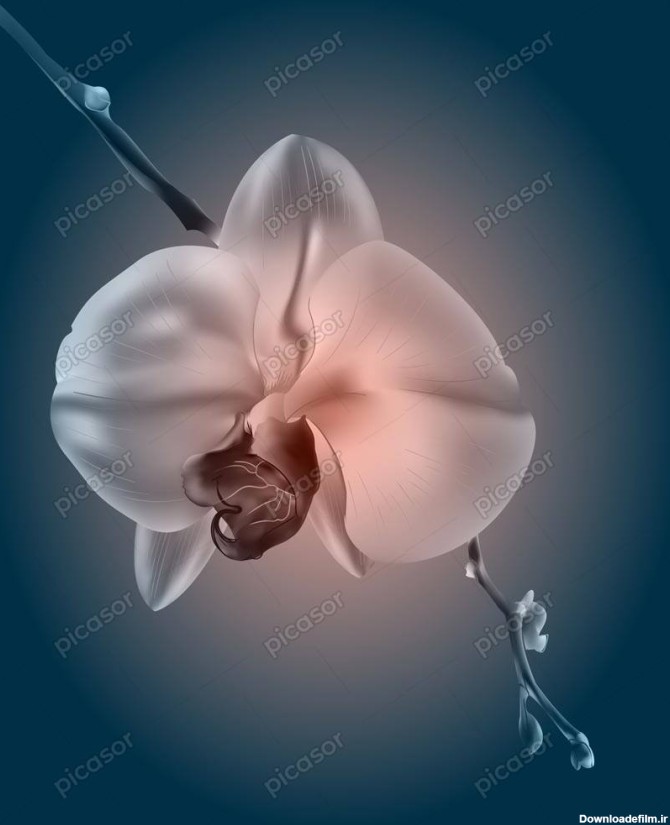 وکتور شاخه گل ارکیده سفید طراحی واقعی » پیکاسور