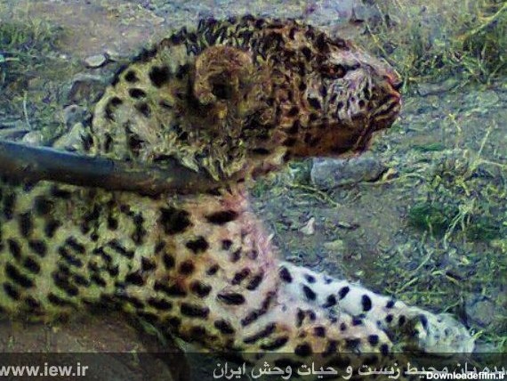 کشتار بیرحمانه یک پلنگ ماده با ضربات چوب و سنگ در شهرستان تایباد ...