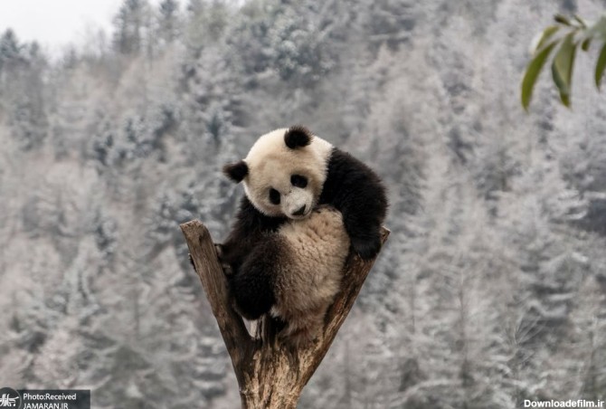 عکس استراحت عجیب خرس پاندا - جهان نيوز