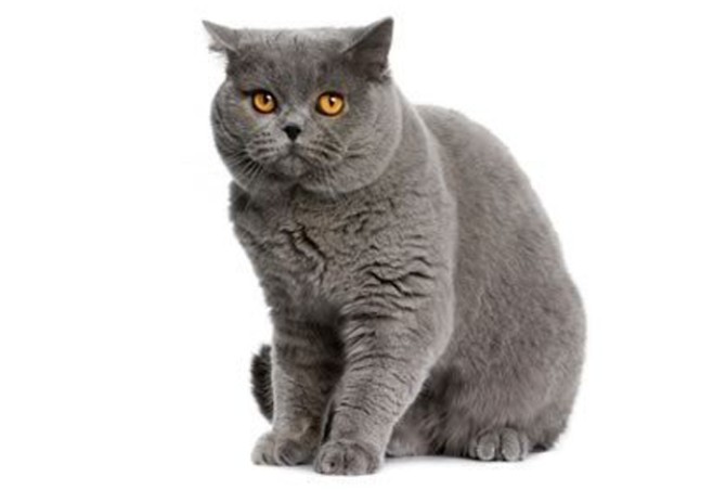مشخصات کامل، قیمت و خرید نژاد گربه بریتیش شورت هیر (British ...