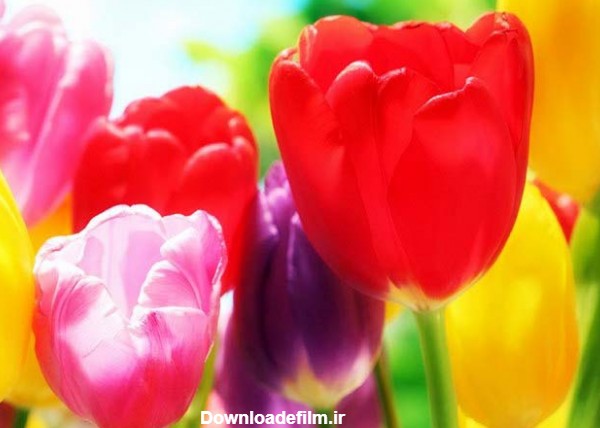 نام و تصویر 55 تا از گل های تزئینی معروف که هر ایرانی باید بشناسد ...