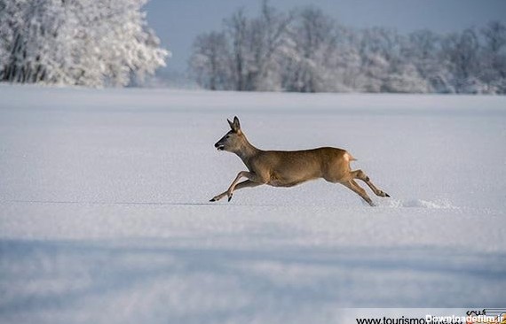 خبرآنلاین - عکس های زیبایی از حیوانات مختلف در فصل زمستان