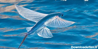 عکس | این ماهی پرنده بیش از ۷۰ کیلومتر پرواز می‌کند