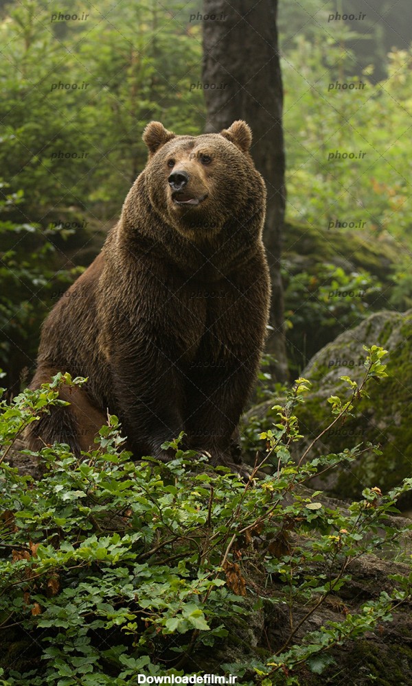 عکس خرس قهوه ای نشسته در طبیعت – عکس با کیفیت و تصاویر استوک حرفه ای