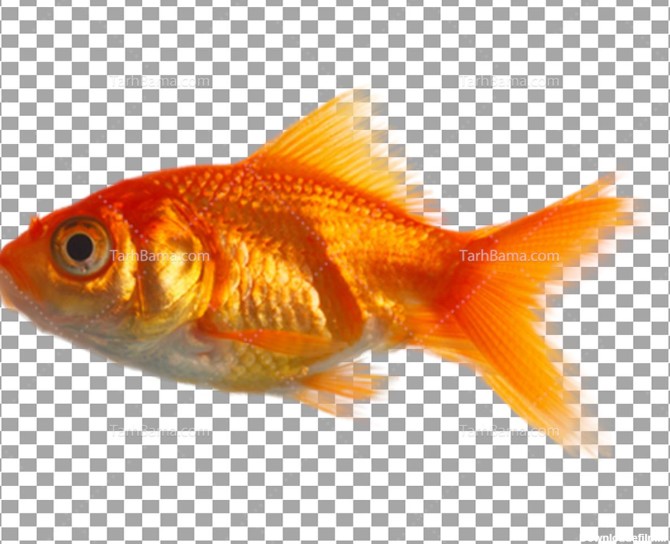 تصویر با کیفیت ماهی قرمز بدون پس زمینه
