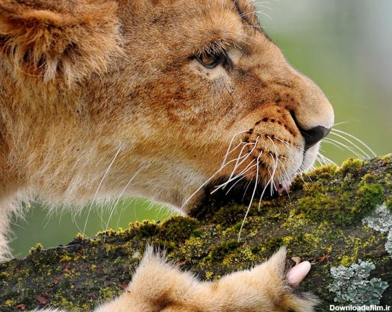 عکس هایی بسیار زیبا و دیدنی از دنیای حیوانات | www.irannaz.com