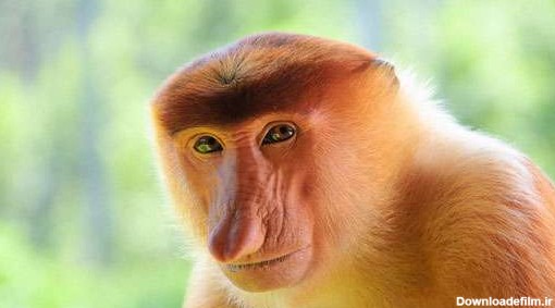 قدیمی ترین نژاد از میمون های آسیایی