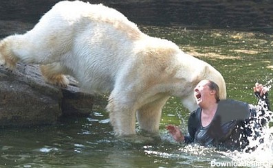 حرکت عجیب زن ۳۲ساله و حمله خرس‌های قطبی+عکس