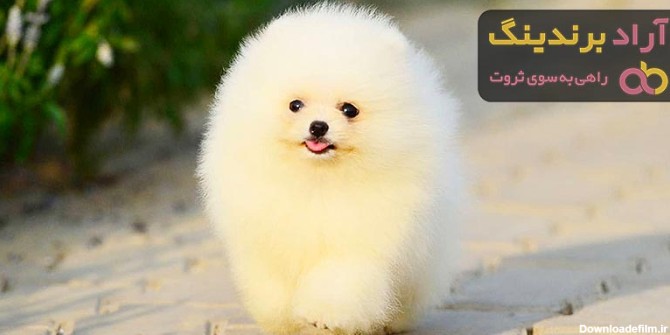 سگ جیبی؛ فروش سگ جیبی در 3 شهر تبریز، تهران، زنجان - آراد برندینگ