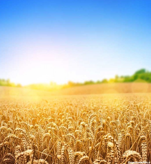 عکس گندمزار در طلوع خورشید