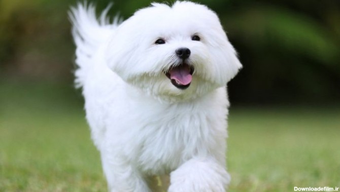 هفت نژاد بسیار زیبا از سگ‌های سفید-@ITPetnet