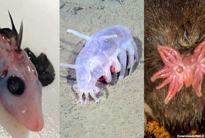 رونمایی از 6 حیوان عجیب‌ الخلقه‌ دنیا!+تصاویر