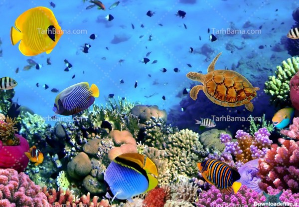 تصویر با کیفیت ماهی ها در زیر دریا