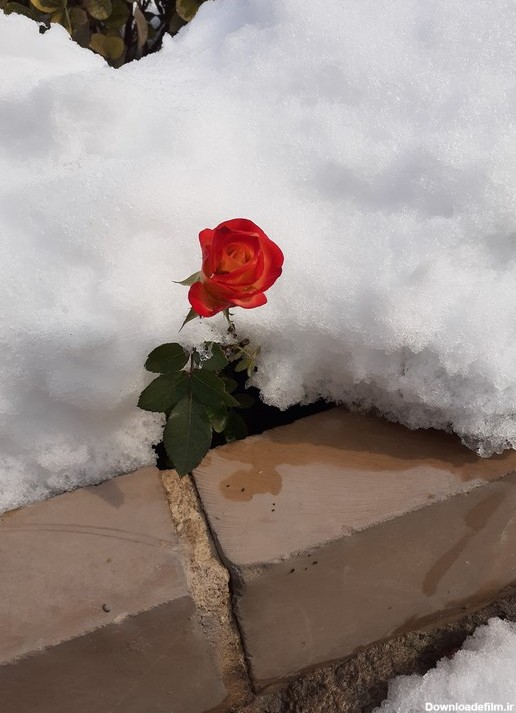 تصویر گل، دانلود عکس های گل، گل قرمز در برف، تصویر پس زمینه گل، گل زیبا-  red flower background - white flower