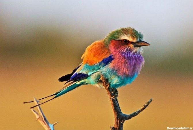 رنگی ترین پرنده دنیا! +عکس