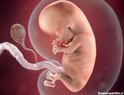 عکس جنین پنج ماهه دختر در شکم مادر