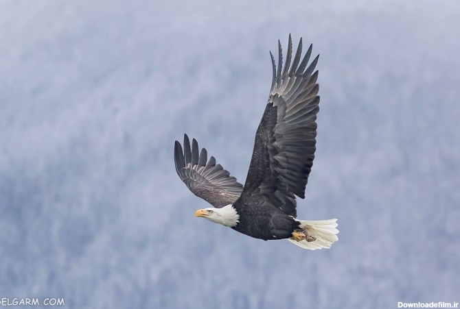 60 عکس دیدنی عقاب مظهر قدرت در آسمان ها