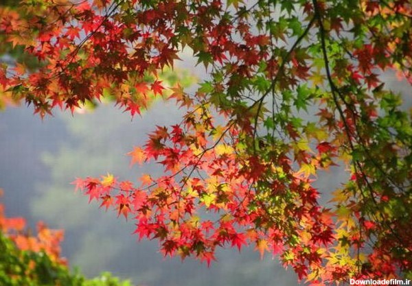 تصاویر زیبای پاییز در سراسر جهان - تصاوير بزرگ - بهار نیوز
