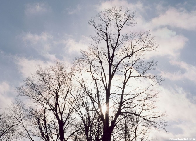 عکس درخت خشک و آفتاب - مسترگراف