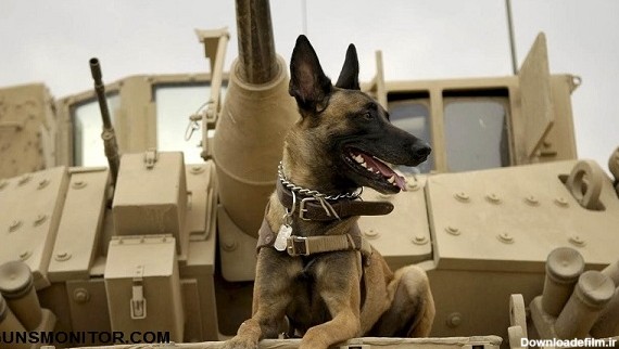 دانستنی هایی درباره سگ های نظامی! (+عکس)