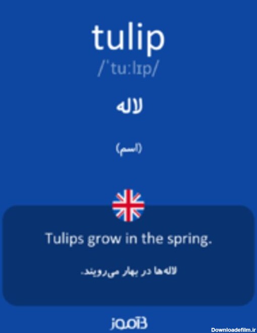 تصویر tulip - دیکشنری انگلیسی بیاموز