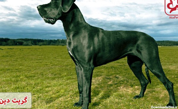8 نژاد سگ غول پیکر - بلاگ آتاپت