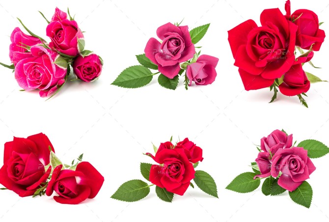 دانلود 27 تصویر گل رز قرمز و صورتی با بک گراند سفید (تصاویر استوک ...