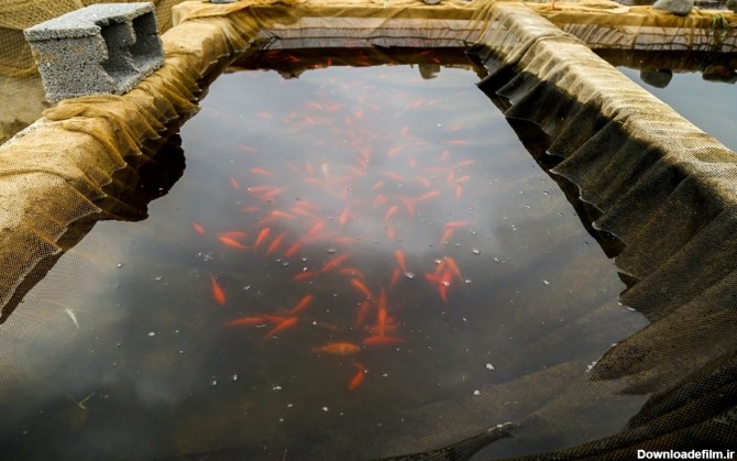 فرارو | (تصاویر) استخر پرورش ماهی قرمز