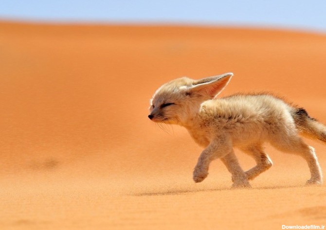 کویر ایران زیستگاه امن "روباه" 2 کیلوگرمی!