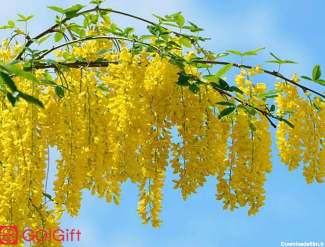 گل گیفت | روش نگهداری گیاه آکاسیا