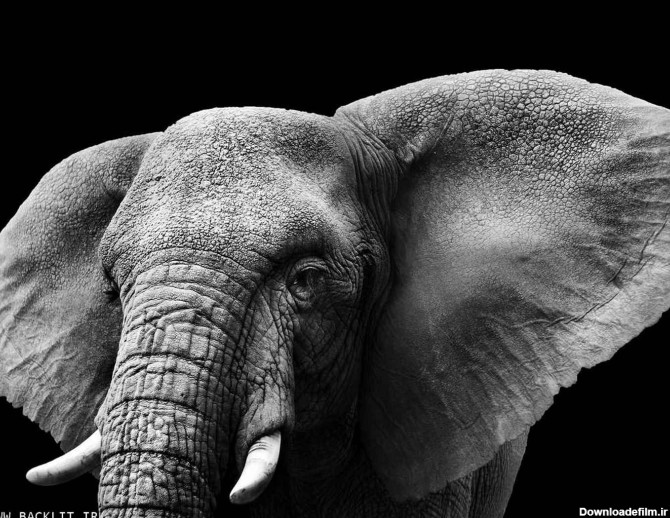 فروش تابلو عکس حیوانات (رنگ سیاه و سفید) - تابلو با ابعاد دلخواه