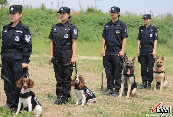 تصاویر: آموزش سگ‌های پلیس در چین | سایت انتخاب