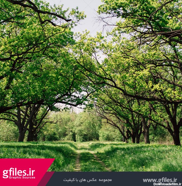 عکس درختان زیبا و سبز در اطراف یک راه در طبیعت