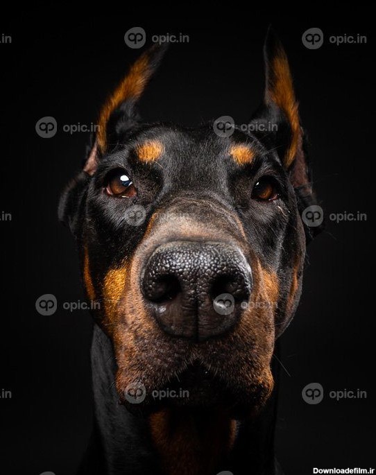 دانلود عکس پرتره سگ دوبرمن در پس زمینه مشکی جدا شده | اوپیک