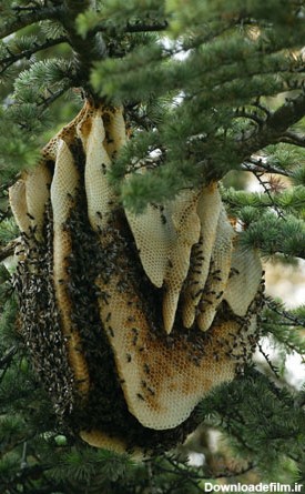کندوسازی زنبورها در خانه های مسکونی و طبیعت - عکس