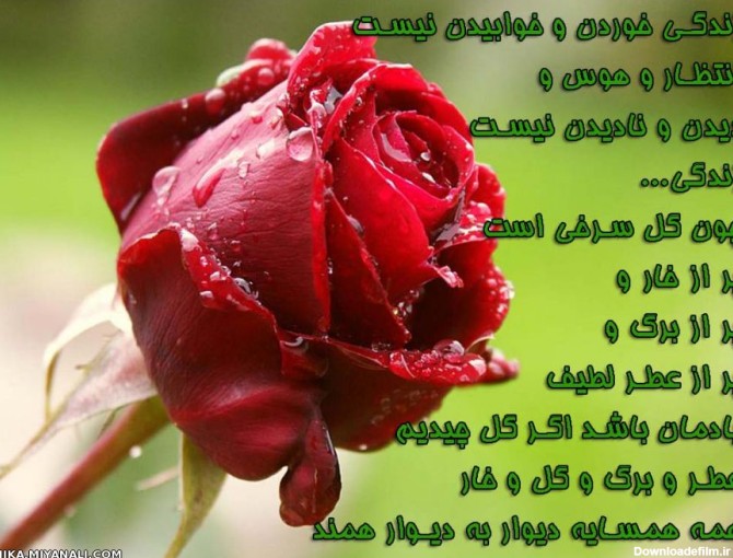 عکس نوشته گل و خار