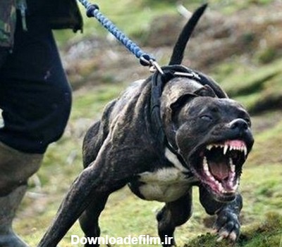 عکس سگ ترسناک و وحشی